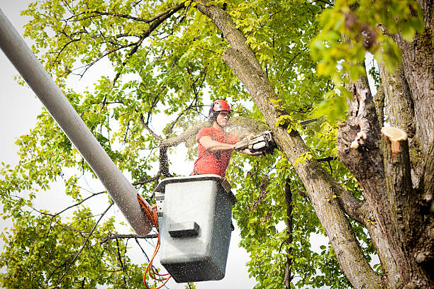 Best Emergency Tree Removal  in USA